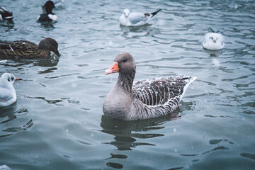 Greylag goose (Anser anser) swimming on a snowy winter lake. Soft snowflakes falling, other birds floating in the background. Peaceful nature scene with winter wildlife in a quiet park.