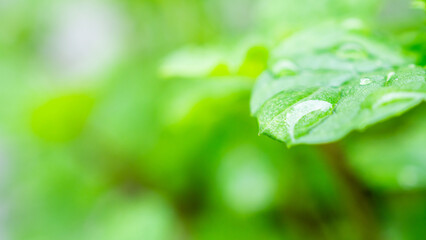 Beautiful rain water drop on green leaf closeup natural background