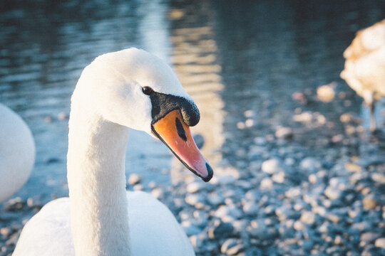 Close-up of a mute swan (Cygnus olor) head. Blurred background shows river and small rocks. Copy space