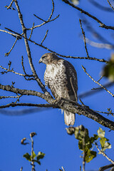 Hawk Perched on Tree Branch Under Bright Blue Sky