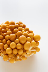 なめこ　食用キノコ　白背景