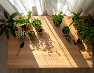 Indoor garden with ferns and moss on a wooden table bathed in sunlight
