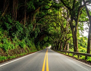 A road stretches forward, canopied by lush, verdant trees, creating a scenic tunnel