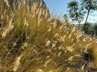 fountain grass blowing in the wind - dry desert landscape in the mountains - Escondido, California, USA