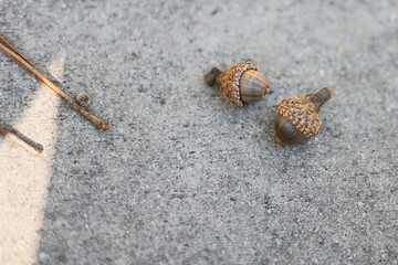 Acorns on pavement