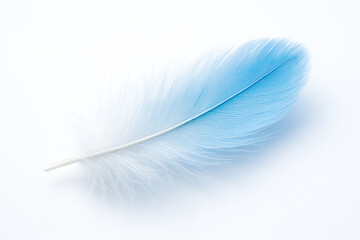 Obraz premium Soft and delicate blue and white feather with gentle texture isolated on clean white background