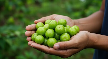 Hands holding a pile of Indian gooseberries in a garden