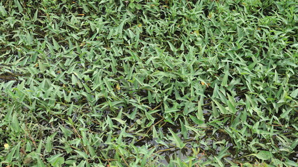 A lush expanse of kale plants planted in wetlands