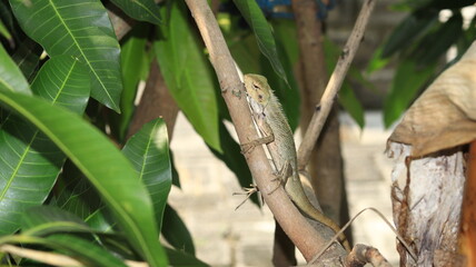 A chameleon crawls on the branches of a mango tree