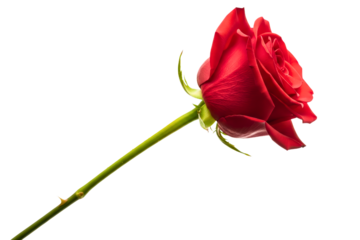 Single beautiful long-stem red rose flower in full bloom on a transparent background