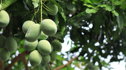 A bunch of young, green mangoes hanging from the branches