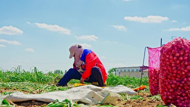 Farmers harvesting single-clove garlic outdoors in the countryside