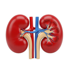 Realistic 3d rendering of human kidneys with blood vessels isolated on transparent background