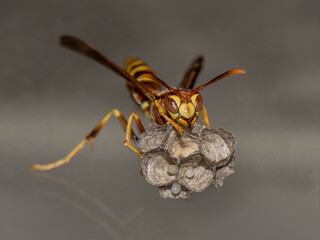 Yellowjacket Nest