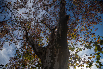 Plane Tree (Platanus &times; acerifolia) Against Blue Sky &mdash; Natural Beauty and Contrast
