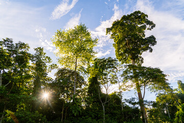 Obraz premium Panoramic view of the Ecuadorian Amazon rainforest