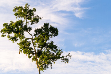 Giant trees of the Amazon rainforest, tree and blue sky