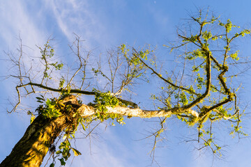 Giant trees of the Amazon rainforest, tree and blue sky