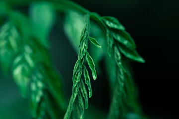 Green leaf, natural texture of the jungle in a rainforest