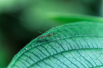 Green leaf, natural texture of the jungle in a rainforest