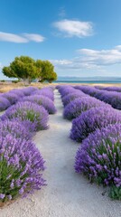 Path Through Vibrant Purple Lavender Fields Under a Bright Blue Sky with Scattered Clouds and Distant Trees by the Sea
