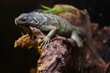 Lizard resting on a log in a dark habitat setting