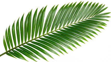 Obraz premium Tropical green palm leaf cut out