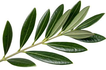 Naklejka premium Olive branch isolated cut out