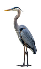 Fototapeta premium isolated great blue heron bird , heron isolated over white 