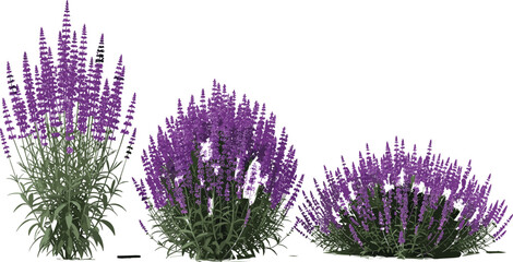 Palm Trees Isolated A Collection of Various Palm Trees on a Pure White Background for Design