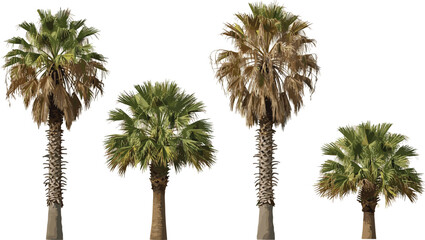 Fototapeta premium Diverse Palm Trees A Collection of Tropical Flora in Varying Stages of Growth and Health