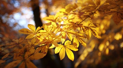 Obraz premium Close up of golden autumn leaves with sunlight creating a warm aesthetic