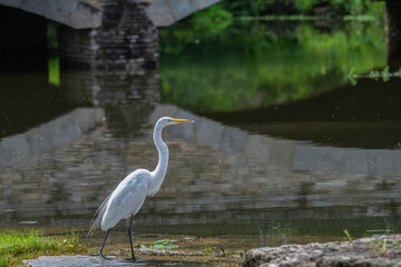 Great egret standing on the shore of a lake, the reflection of trees and bridge in the background.