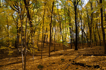 Obraz premium Scenic forest showcasing vivid autumn foliage