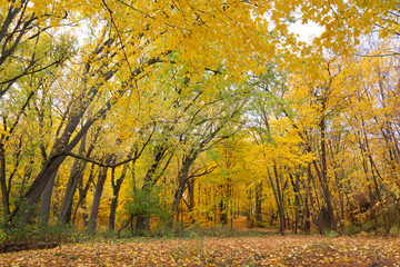 Fototapeta premium Forest filled with vibrant autumn leaves on trees