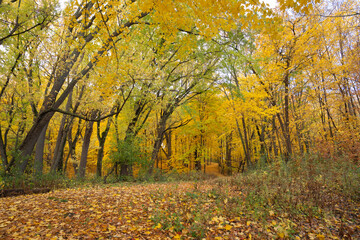 Fototapeta premium Forest filled with vibrant autumn leaves on trees