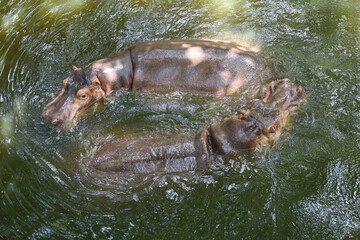 The hippopotamus is swim and rest In the river