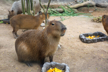 The Capybara giant rat is cute animal in garden