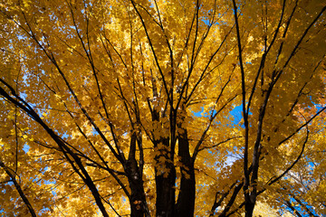 Three fall leaves with rich and vibrant seasonal tones