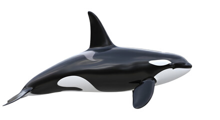Obraz premium isolated killer whale , Orca animal mammal whale