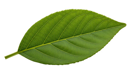 Obraz premium Vibrant Green Leaf Isolated on Transparent Background Natural Botanical Element