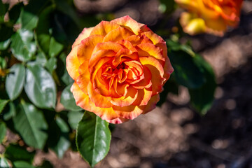 Fresh Orange tinged in Pink Blooming Rose in the garden