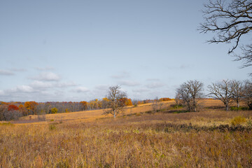Autumn meadow with golden trees and bare branches under a clear blue sky.