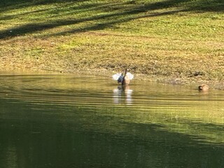 Duck flapping its wings
