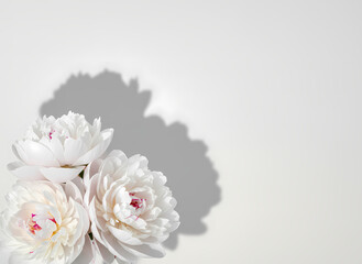 White peonies with soft shadow on light background