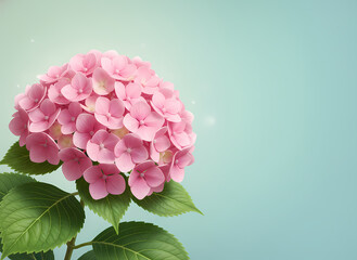 Hydrangea pink flower on turquoise background