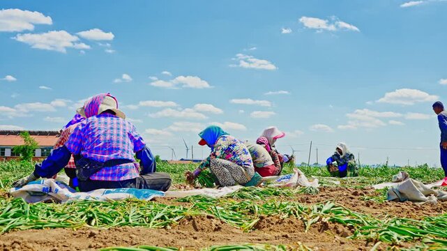 Farmers harvesting single-clove garlic outdoors in the countryside