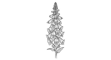 Delicate foxglove flower line art for botanical illustrations, garden designs, and creative projects, perfect for spring themes and nature-inspired artwork © Agung