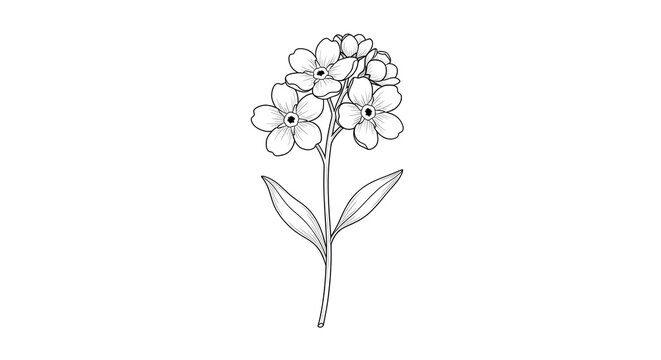 Elegant forget-me-not botanical line art illustration for greeting cards and delicate floral designs, conveying remembrance and timeless beauty in bloom - Powered by Adobe