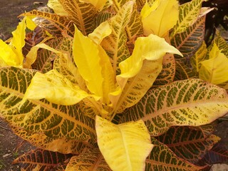 The fresh colorful texture pattern of Codiaeum variegatum leaves. Also known as croton or variegated croton, puring, puding or kroto. Natural background.
